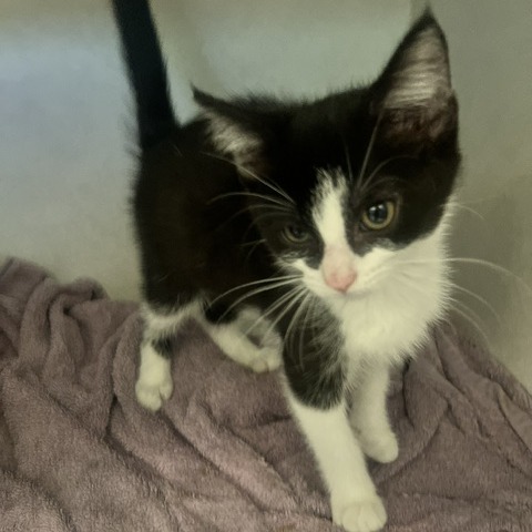 CARROLL - Domestic Shorthair available for adoption