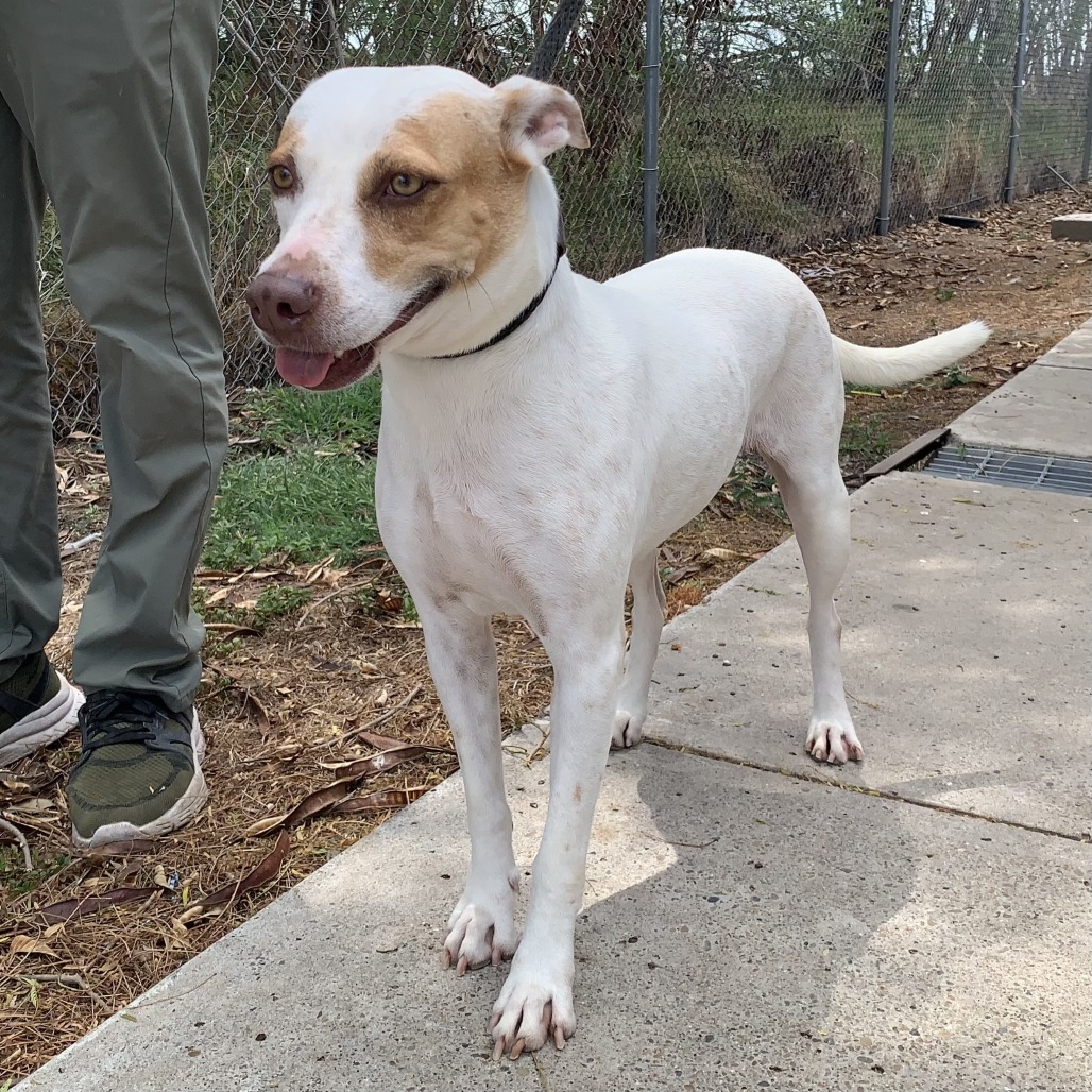 BREAKFAST BURRITO - American Blue Heeler / Terrier, American Staffordshire available for adoption