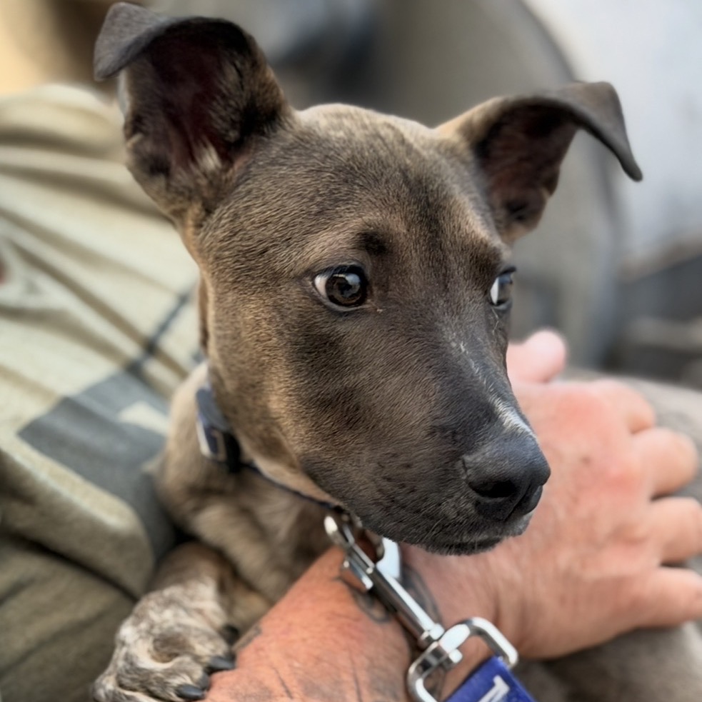 BABY - Cattle Dog, Australian (Red Heeler) / Mixed Breed (Medium) available for adoption
