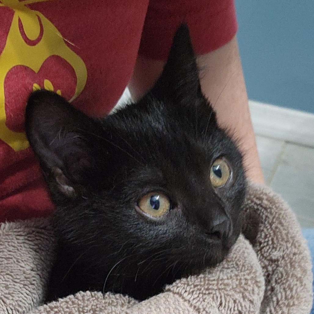 Word, a Domestic Shorthair