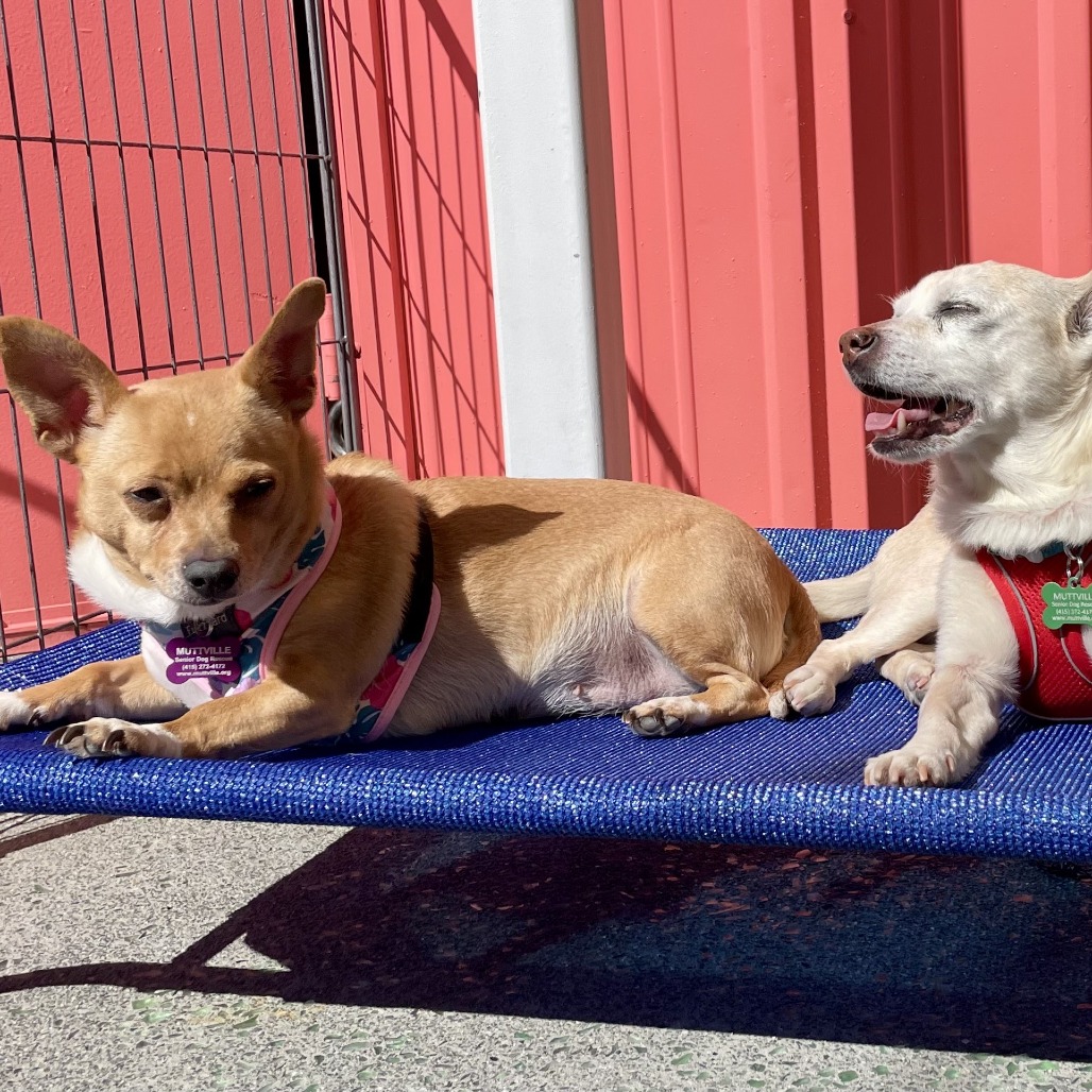 Aspen Annie 13873 — thumbnail 2