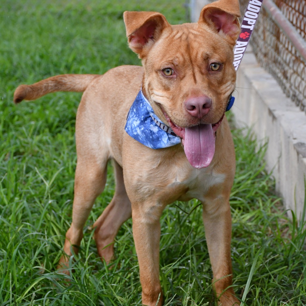 MUFFIN MAN - Black Mouth Cur available for adoption