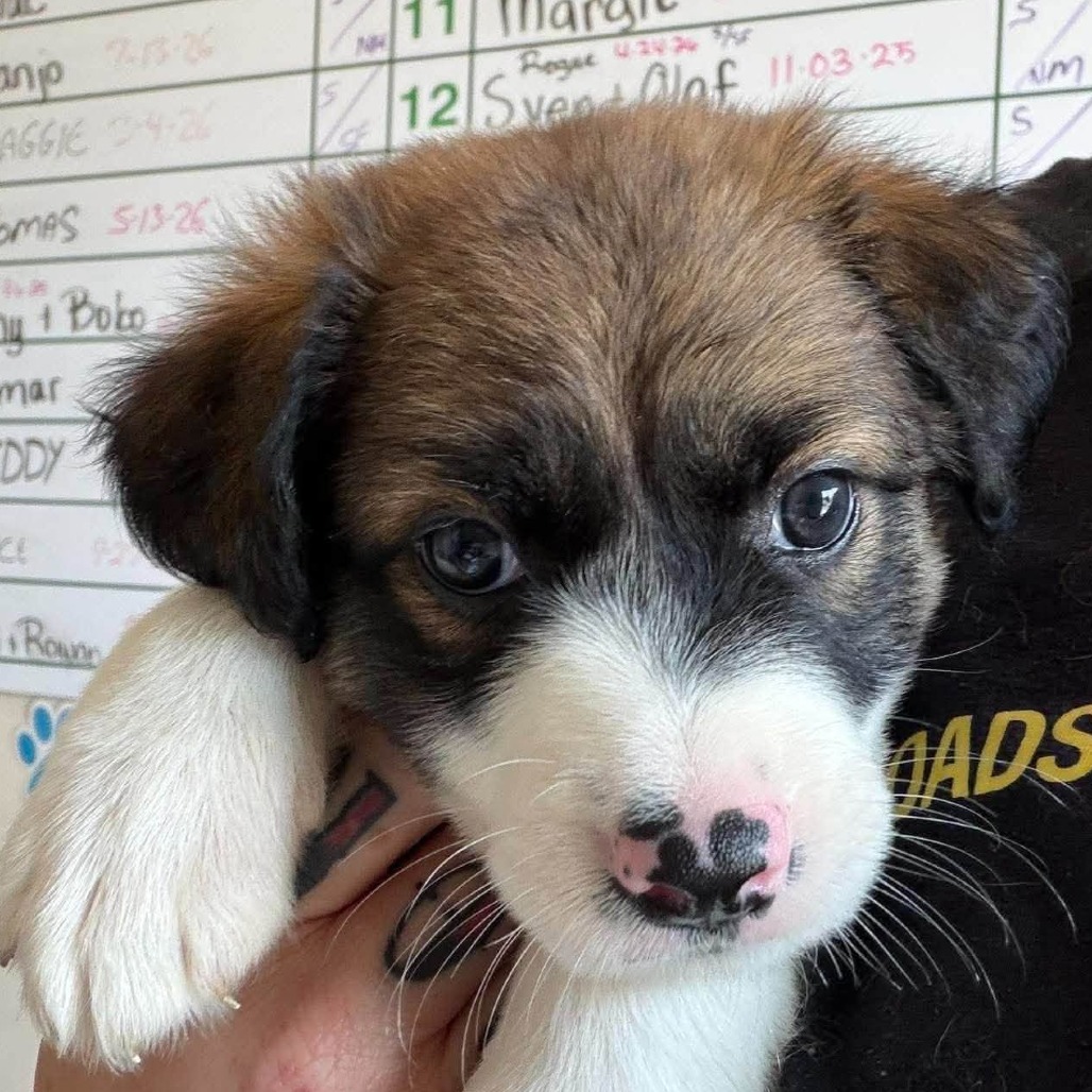 IVY - Mixed Breed (Medium) available for adoption