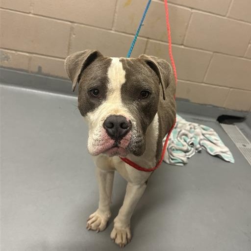 Pit Bull