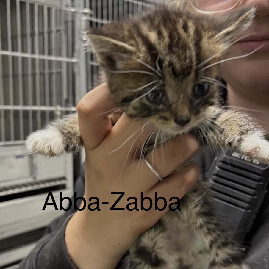 ABBA zabba