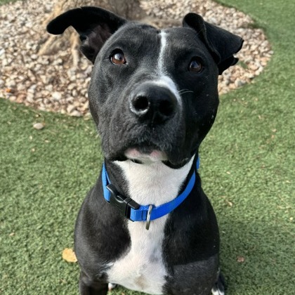 Tyson — thumbnail 7