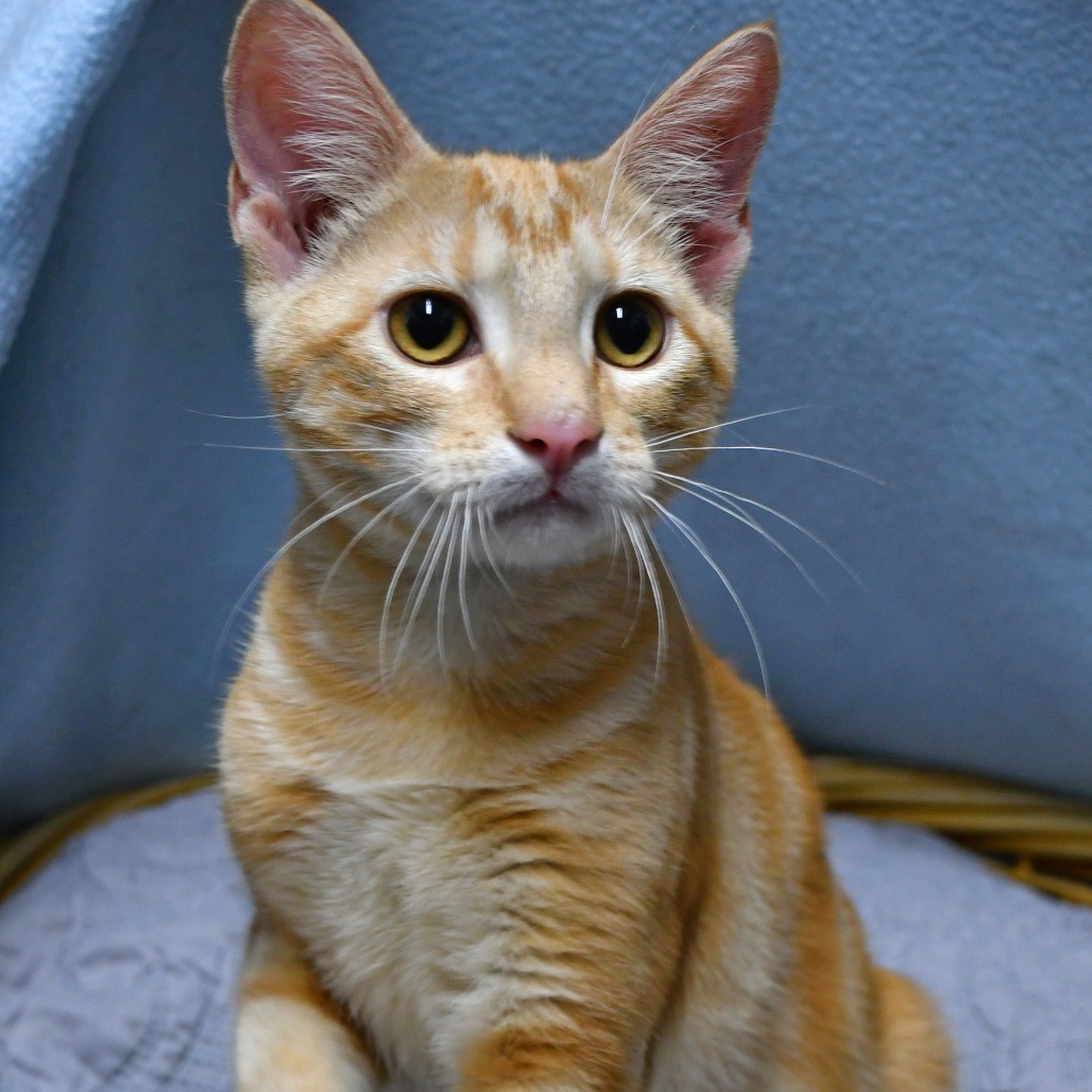 BOOM BOX - Domestic Shorthair available for adoption