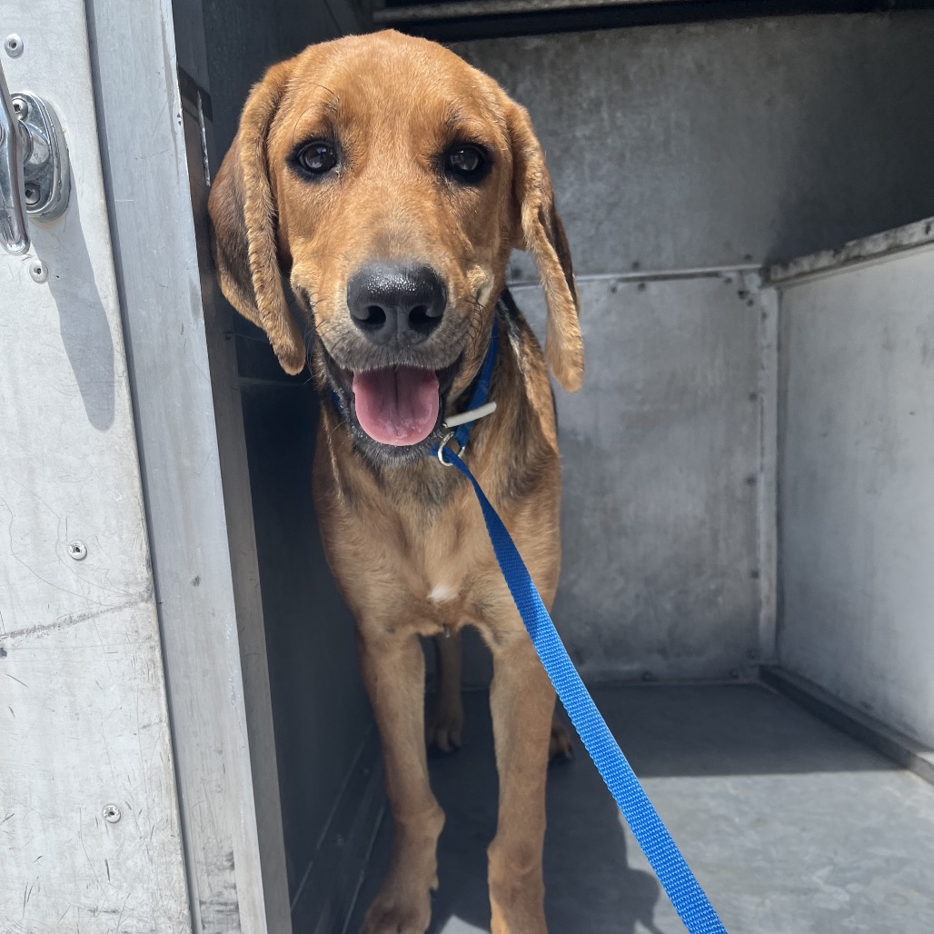 LEENA - Beagle / Mixed Breed (Medium) available for adoption