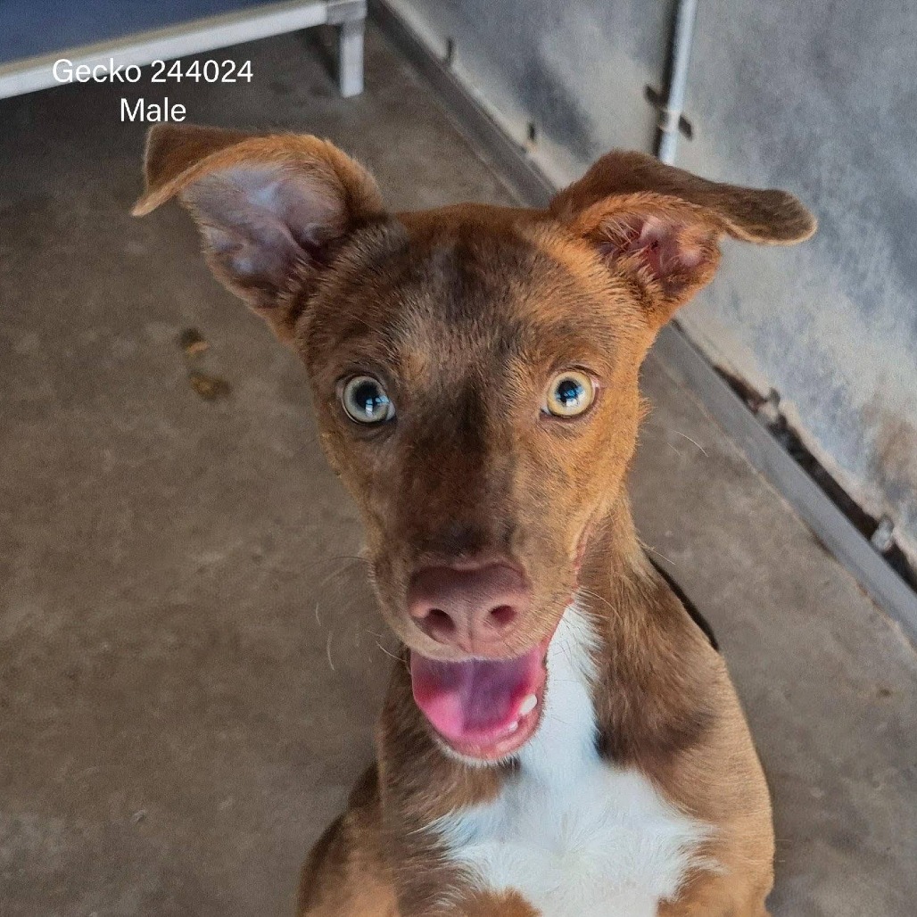 GECKO - Shepherd / Mixed Breed (Medium) available for adoption
