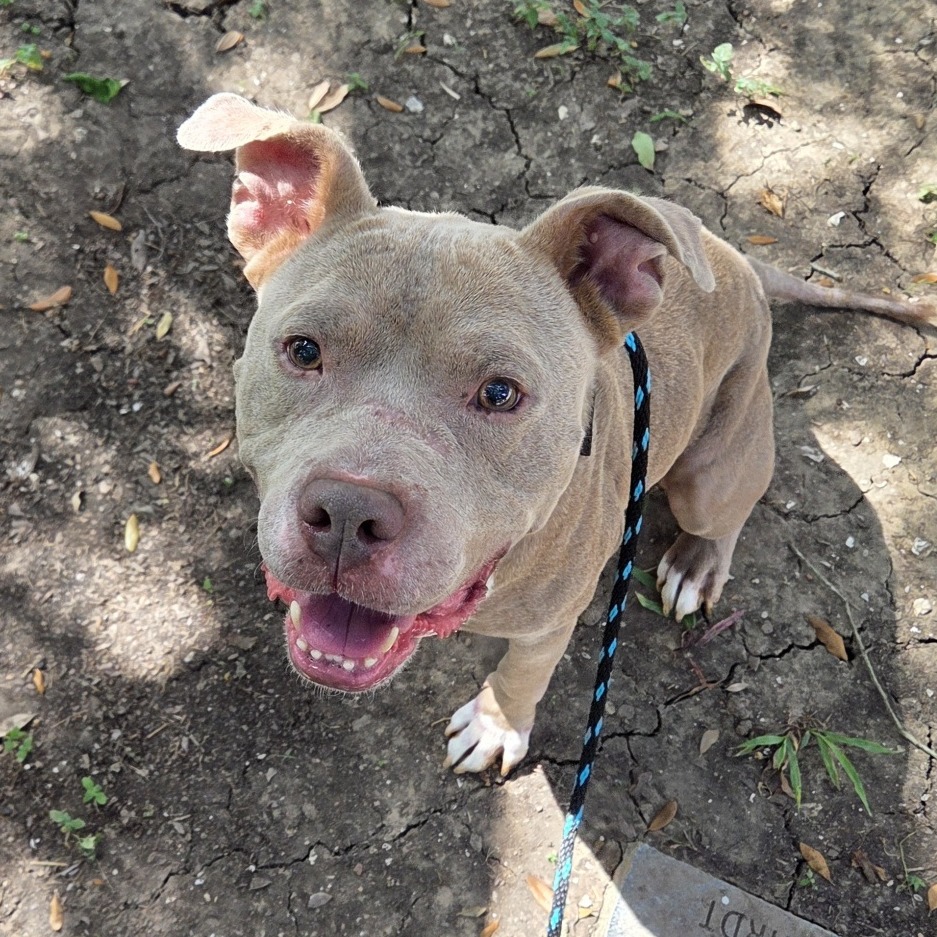 PRINCE REID - Terrier / American Pit Bull available for adoption