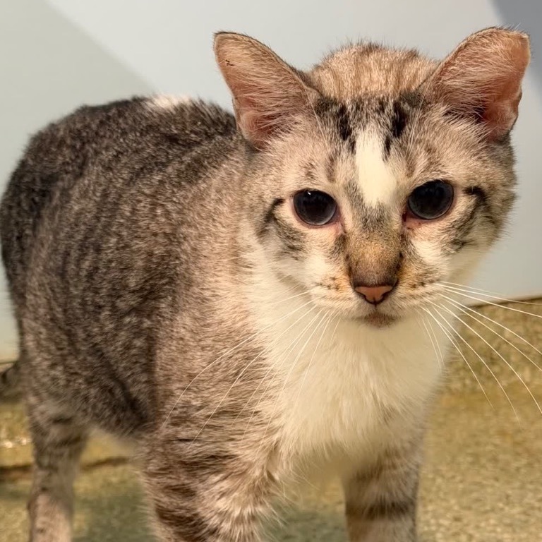 Image of Peanut looking at the camera