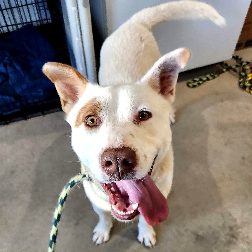 Cowboy — thumbnail 5