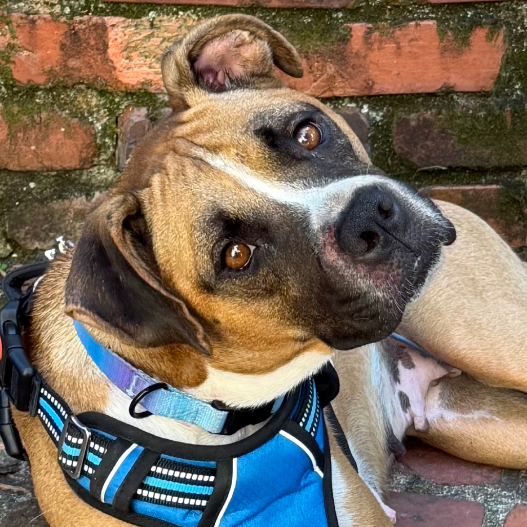 Stella