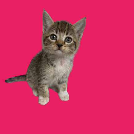 Tusc Stray 82120