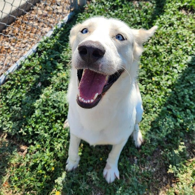 Photo of Ryder, a dog adopted from Gulf Coast Humane Society