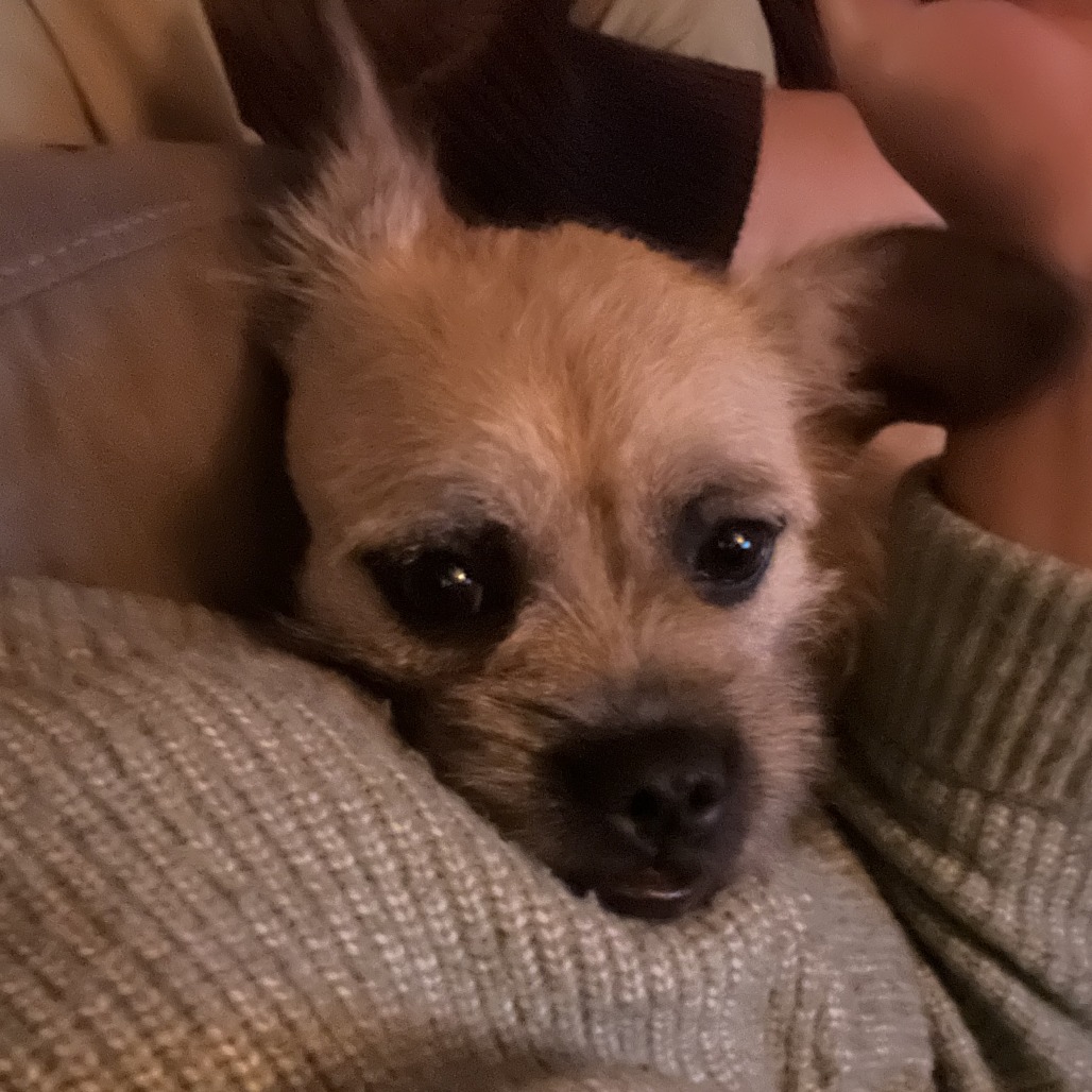 Gloria — thumbnail 4