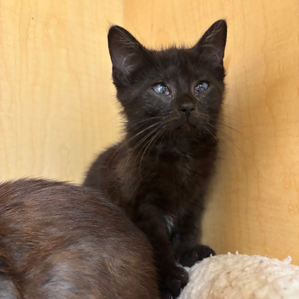 CHICKEN - Domestic Shorthair available for adoption