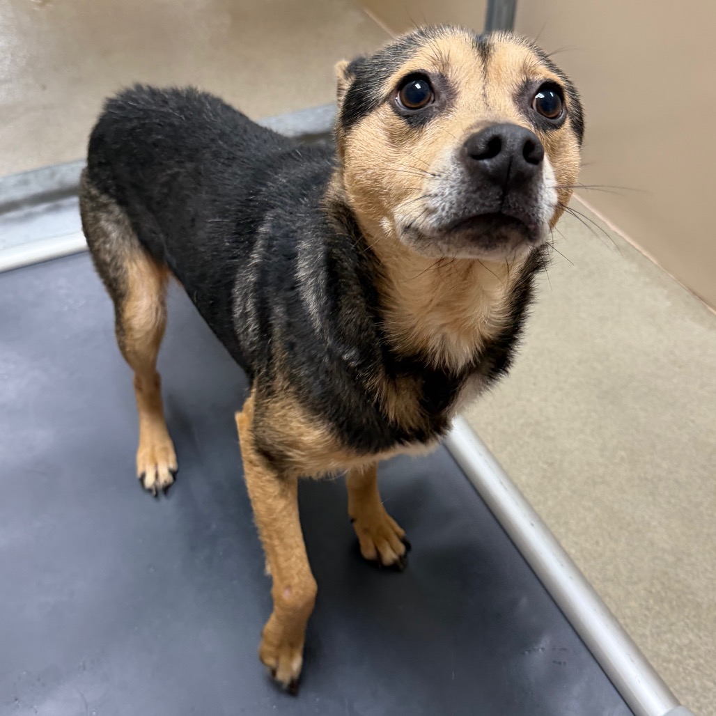 Kennel#16's preview photo