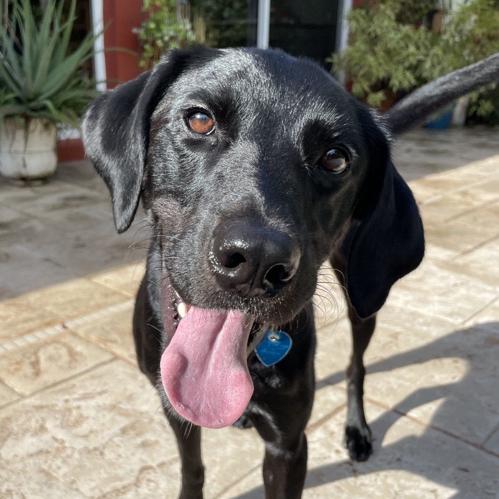 LUCY - Retriever / Labrador available for adoption
