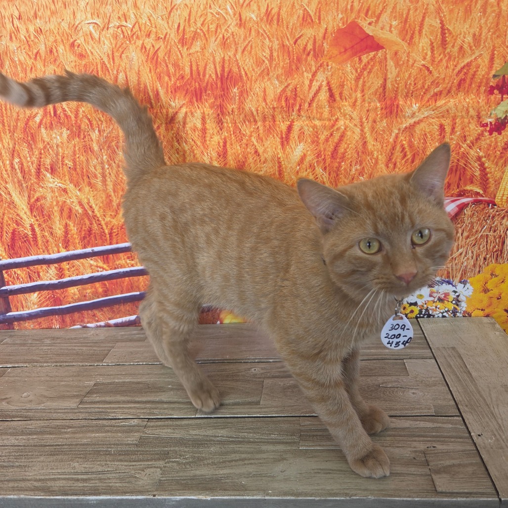 Milo, photo 2