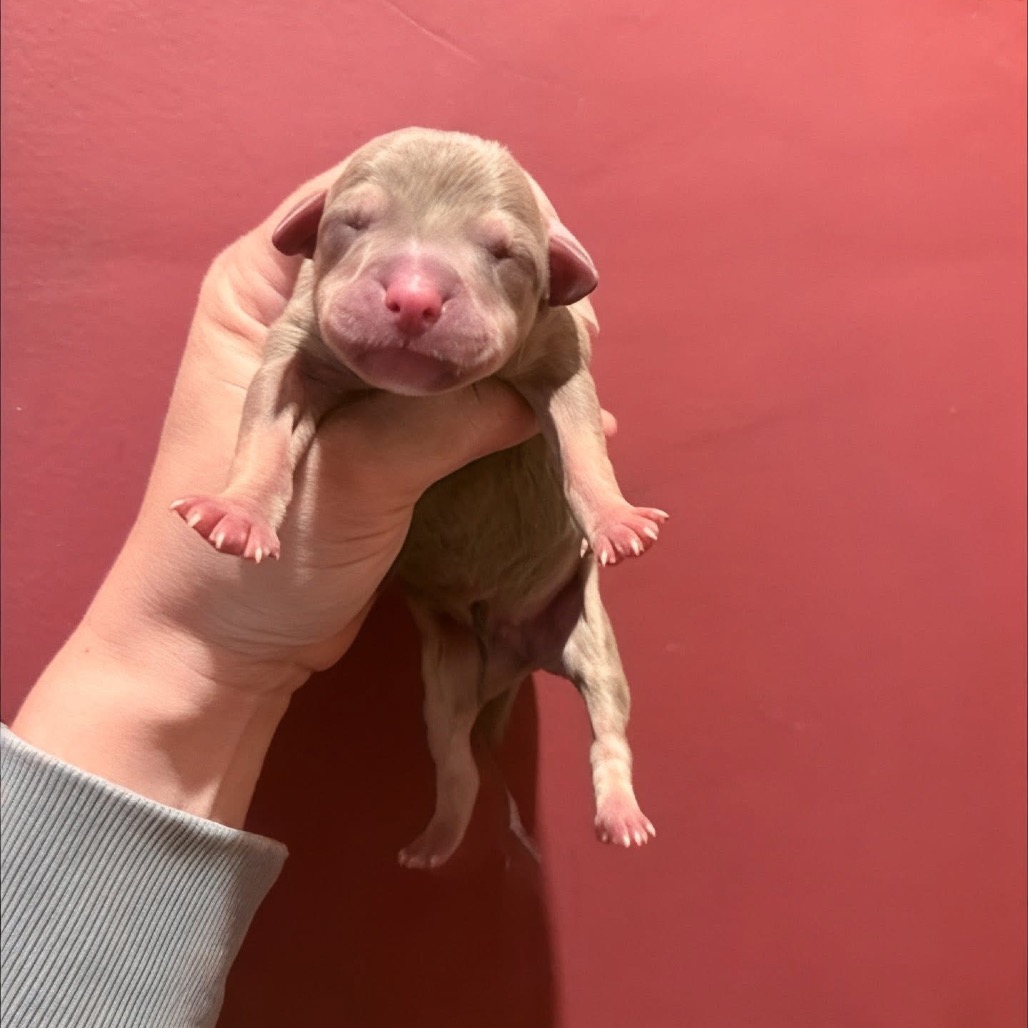 Animal Thumbnail