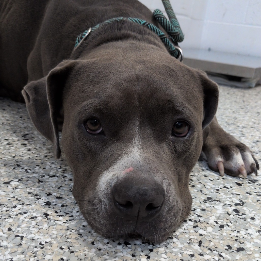 ROCKSTAR - Terrier, American Staffordshire / Mix available for adoption