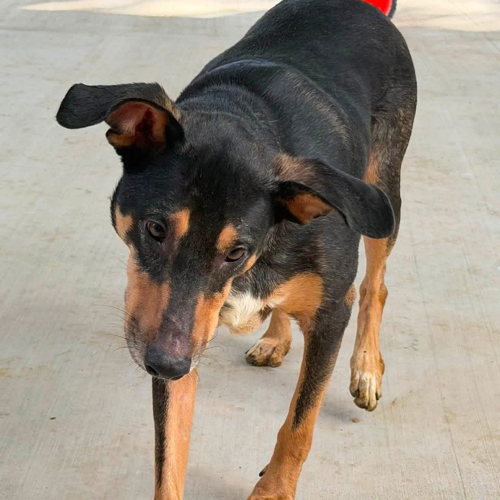 Photo of Milo