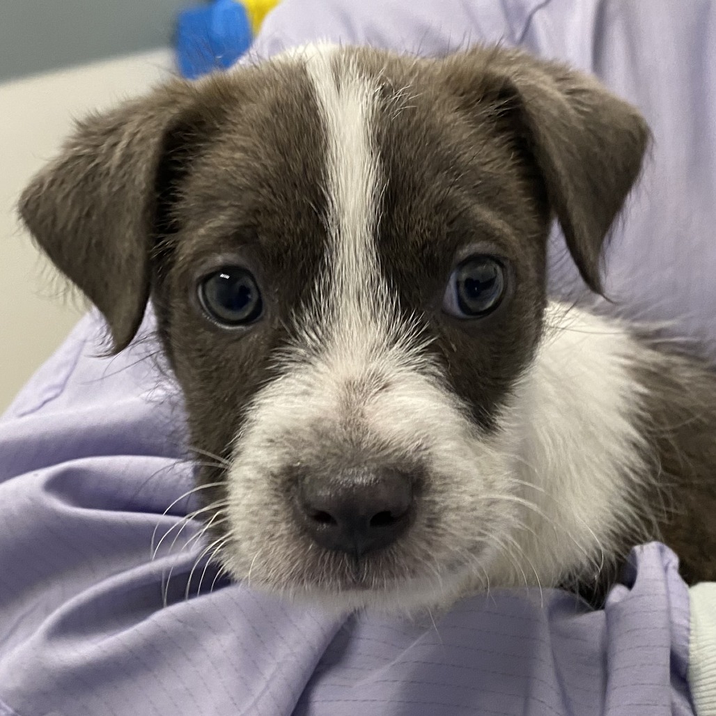 Cheddar — thumbnail 2