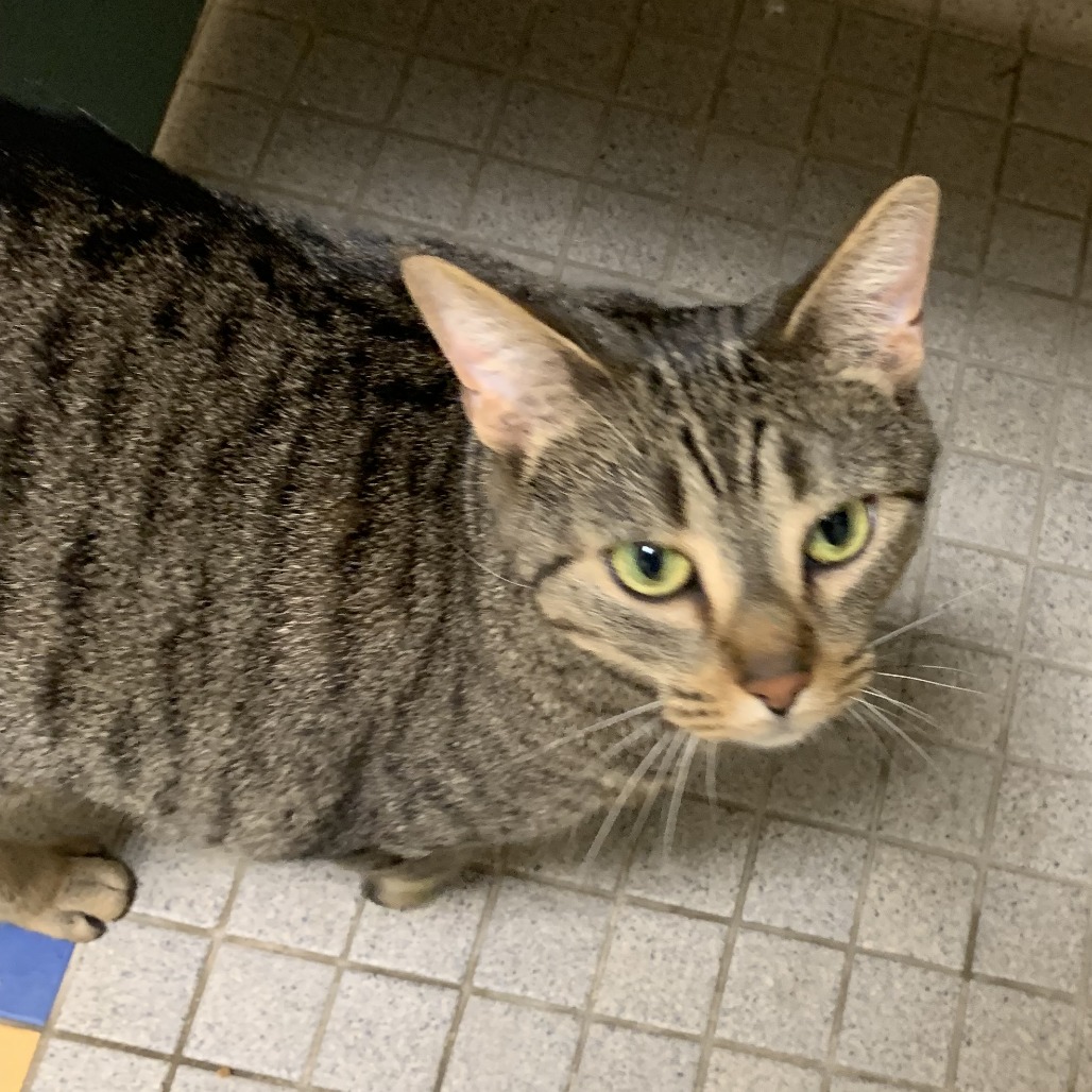 CLAIRVOYANT LULU - Domestic Shorthair available for adoption