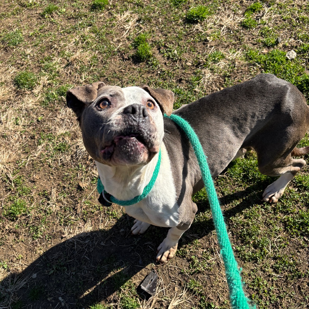 Dino Nugget — thumbnail 4