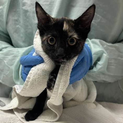 AURA - Domestic Shorthair available for adoption