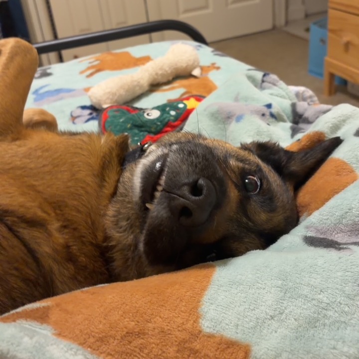 Milo, photo 14