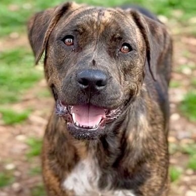 BRYNN - Mixed Breed (Medium) for adoption in Dayton