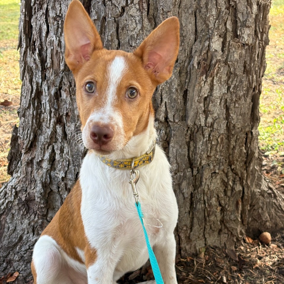 Ollie, photo 12