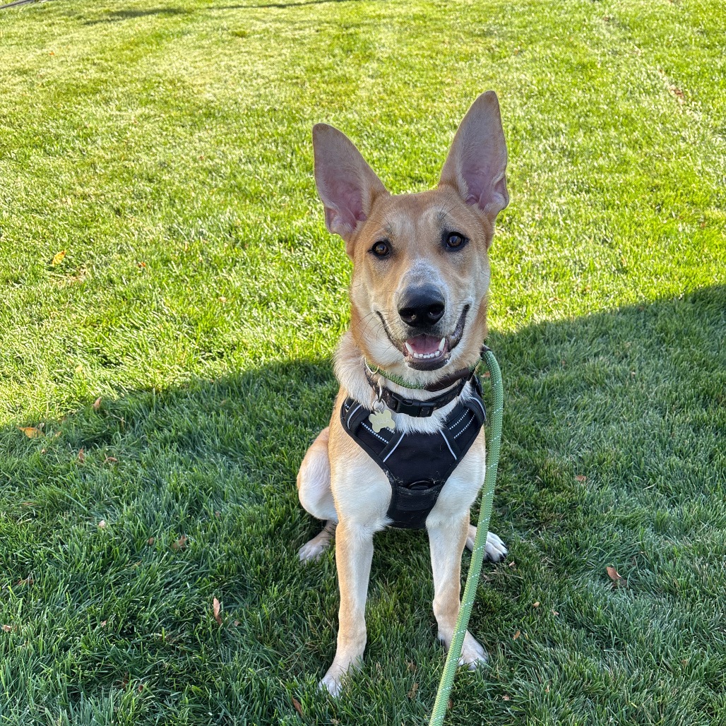 Nala