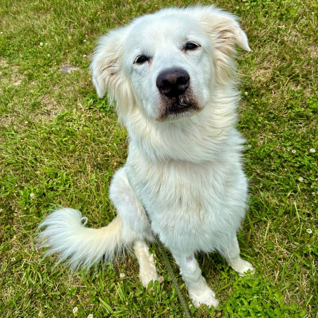 PENNY - Pyrenees / Great available for adoption