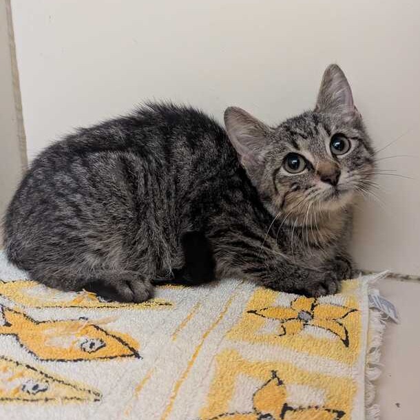 STOICK - Domestic Shorthair available for adoption