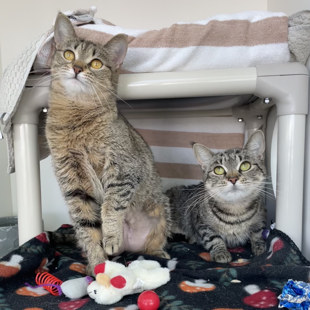 LADY - Domestic Shorthair for adoption in Warwick