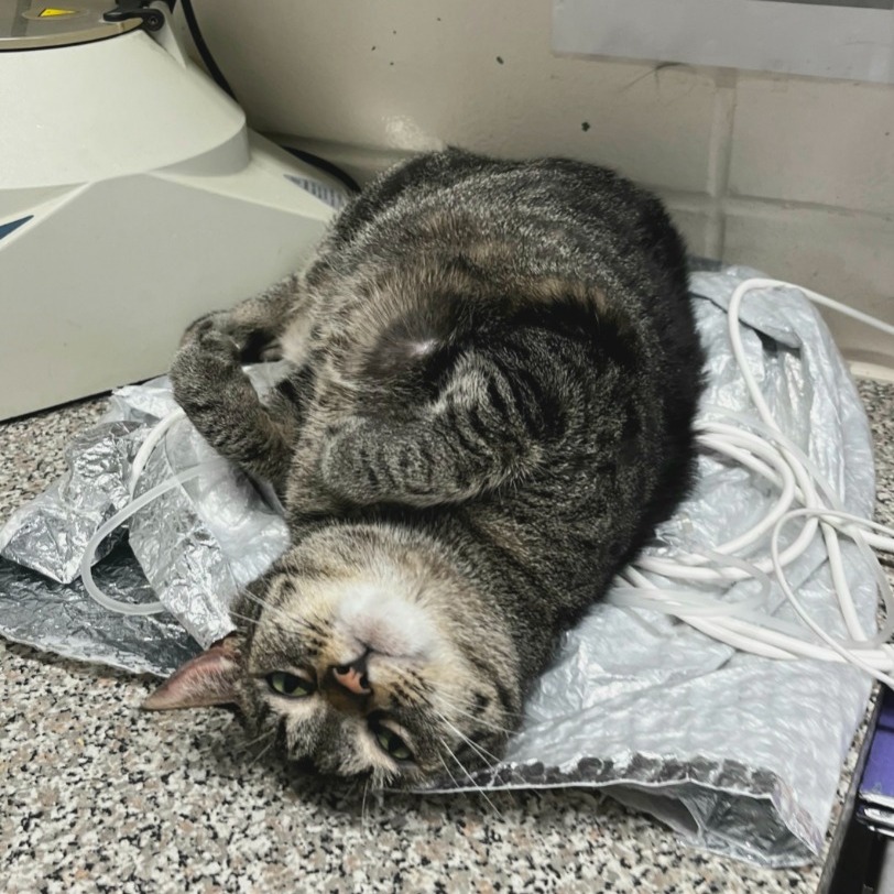 Close-up photo of Columbia