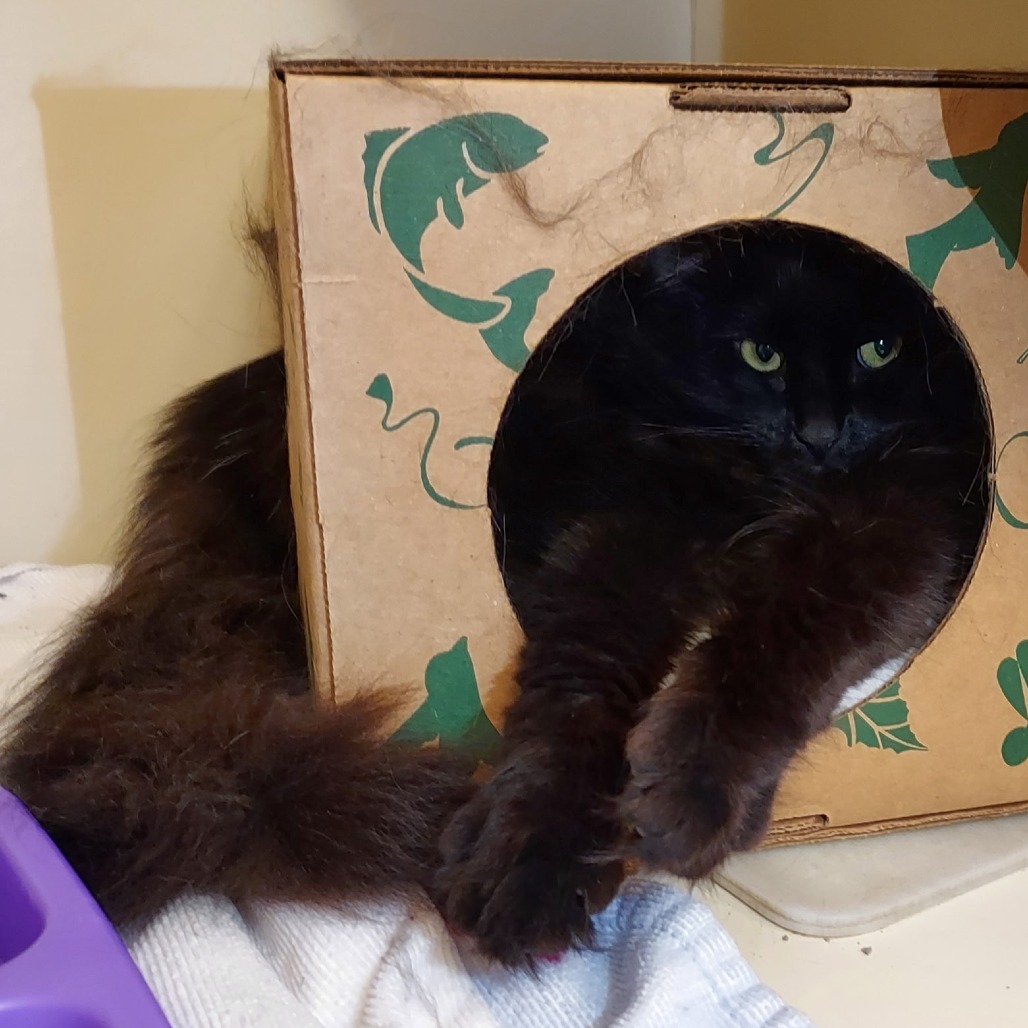 FUZZY - Domestic Longhair available for adoption