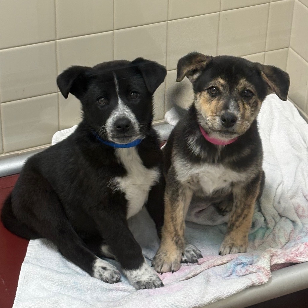 Hot Fries — thumbnail 4