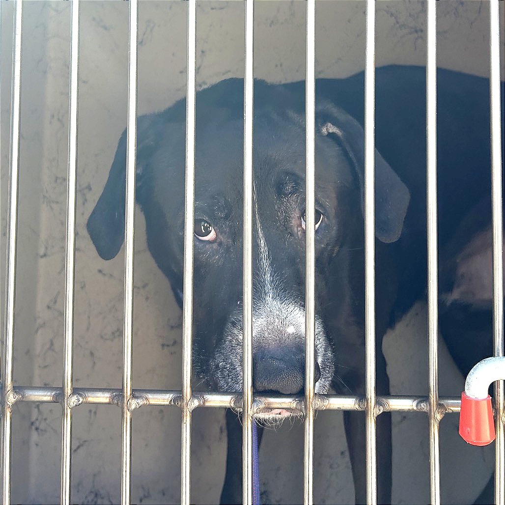 TEX - Retriever, Labrador / Mix available for adoption
