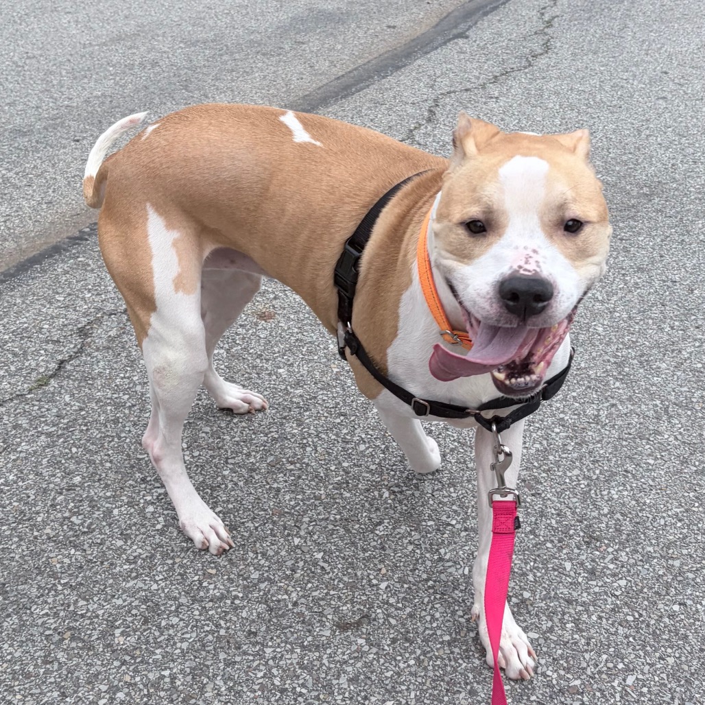 Photo of Caramel 10
