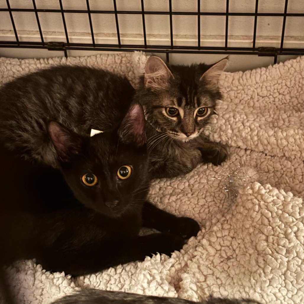 CANNELLINI - Domestic Shorthair available for adoption