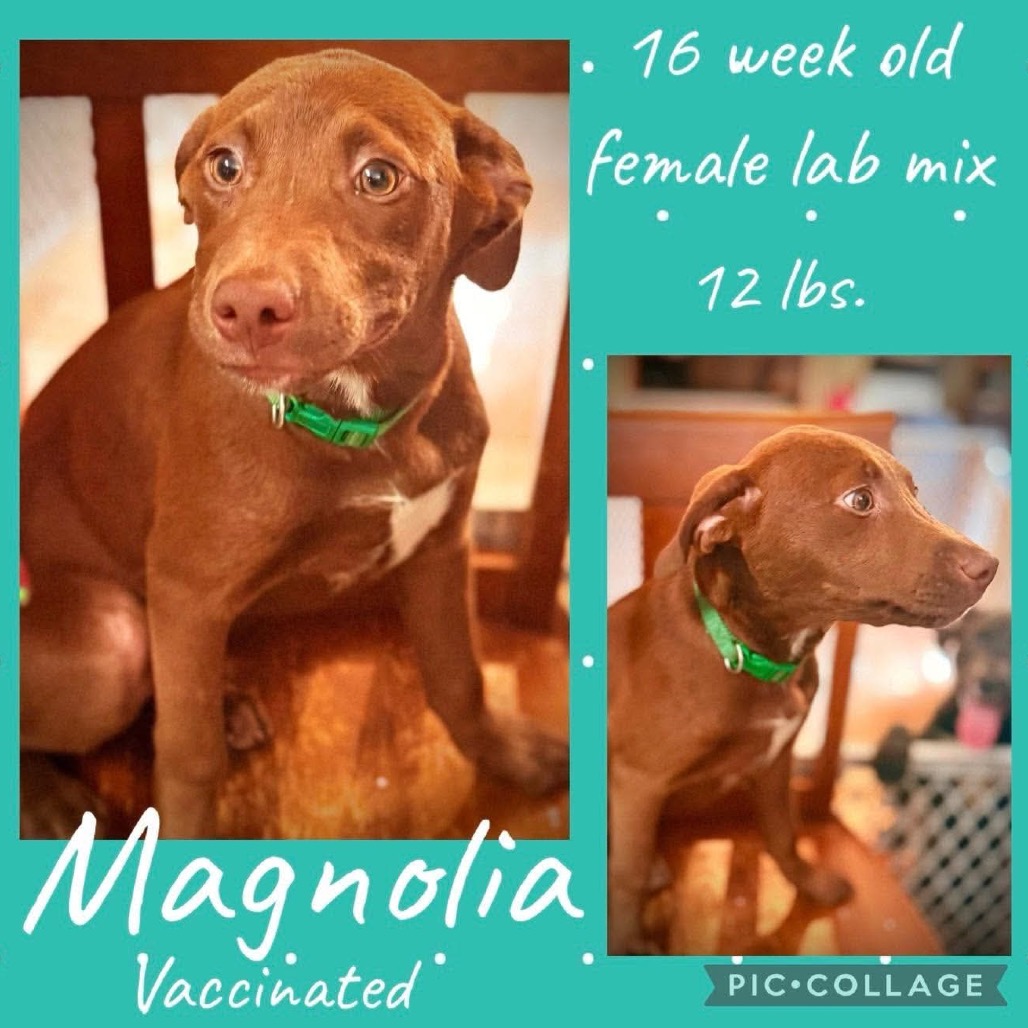 Magnolia
