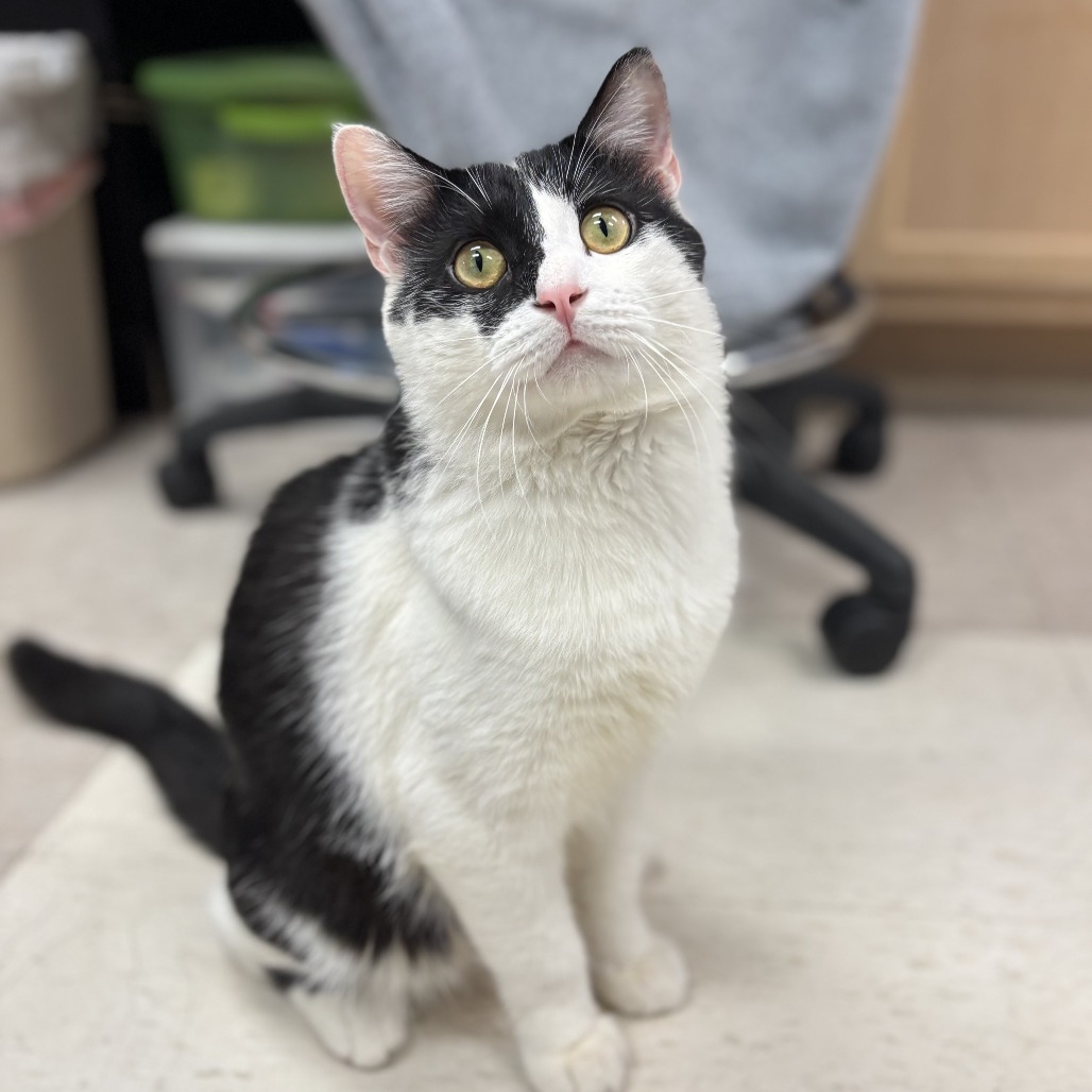 Blanket--In Foster
