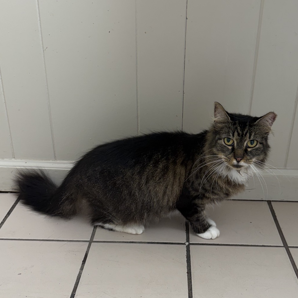 Tusc Stray 85435 2 3