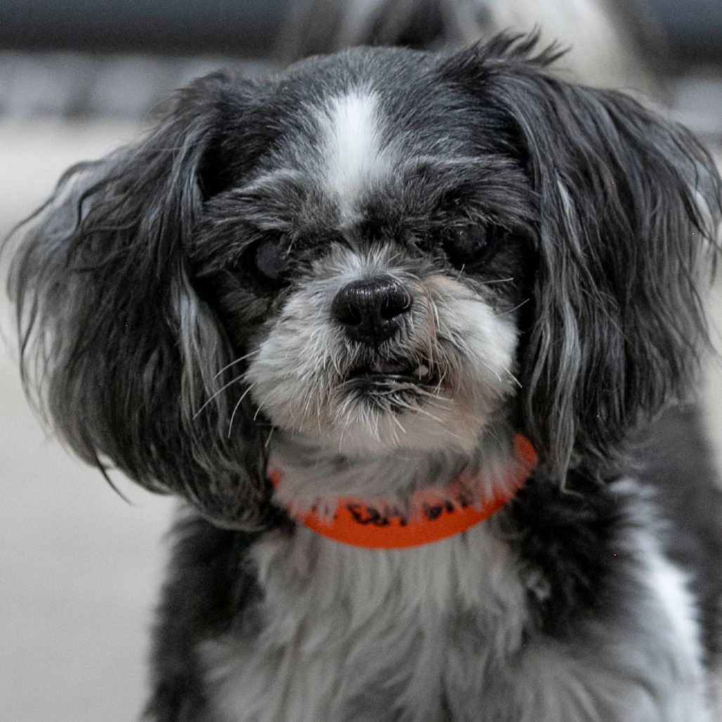 SUGAR (AG26-207) - Shih Tzu available for adoption