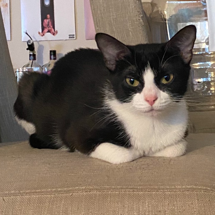 Oreo photo