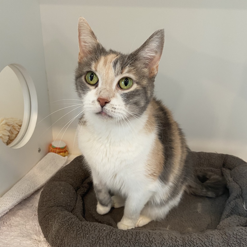 SNOWY - Domestic Shorthair available for adoption